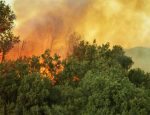 Travel Agent News from Squaremouth for Travel Insurance during California Fires