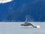 Travel-Agent-news-for-Lindblad-Whale-Exploration-Travel