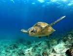 Travel Agency News for SEE Turtles