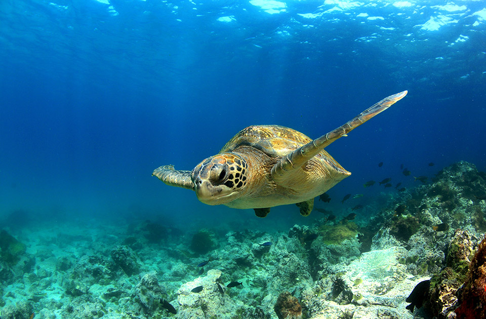 Travel Agency News for SEE Turtles