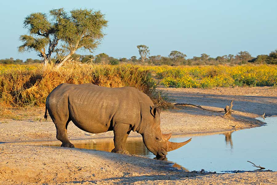 African Travel, Inc. Donates Funds to Help Support Rhino Conservation at Shamwari Game Reserve