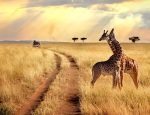 African Travel, Inc.’s 2020 Brochure Discovers the Magic of Africa While Making Travel Matter