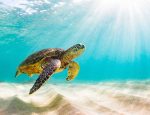 Turtley Awesome, Help Save SeaTurtles with Grupo Xcaret’s #Tortugaton Initiative