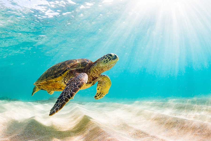 Turtley Awesome, Help Save SeaTurtles with Grupo Xcaret’s #Tortugaton Initiative