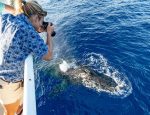 Five Reasons to go Whale Watching in Riviera Nayarit
