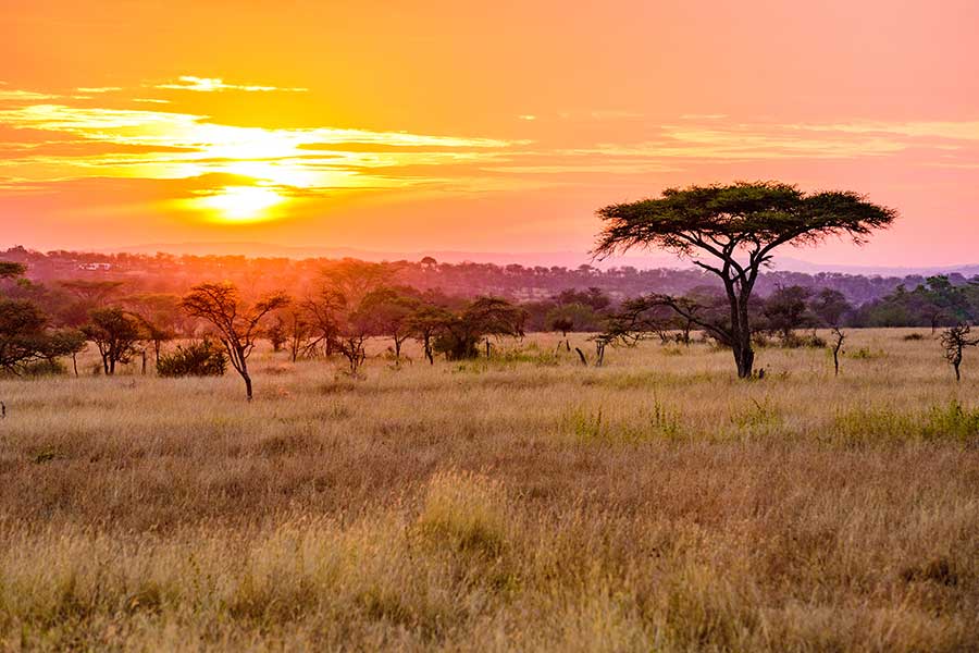 African Travel Inc. Introduces New, Custom Pride Safaris