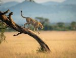 Travelers can Save Now on New, Five-Star Safaris with Limited Time Offers from African Travel, Inc.