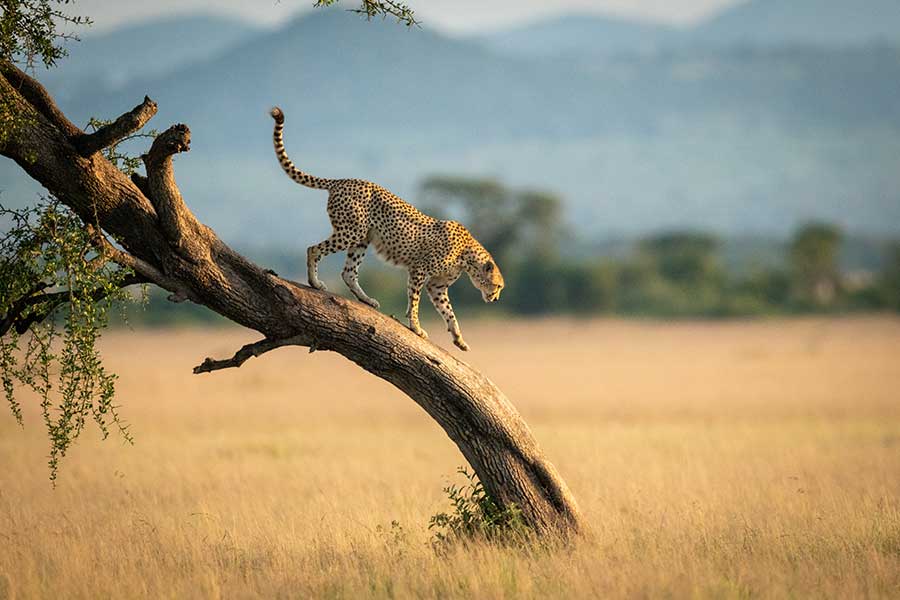 Travelers can Save Now on New, Five-Star Safaris with Limited Time Offers from African Travel, Inc.
