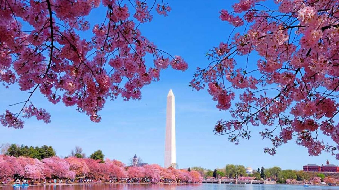 From the blue of the Tidal Basin water to the pink of a blooming