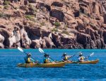 CEO-Led Expedition Marks a New Season & Savings: Sail UnCruise Adventures in Baja, California Mexico