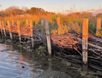 TreadRight Foundation’s Newest Partner Uses Nature-Based Solution to Safeguard Venice’s Salt Marshes