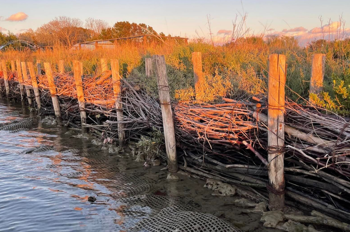 TreadRight Foundation’s Newest Partner Uses Nature-Based Solution to Safeguard Venice’s Salt Marshes