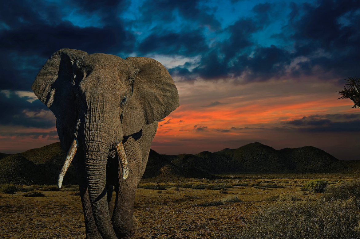 African Travel, Inc. Unveils 2026 Concierge Collection Launch with Two New Escorted Journeys