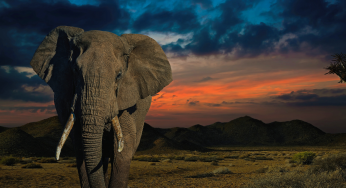 African Travel, Inc. Unveils 2026 Concierge Collection Launch with Two New Escorted Journeys