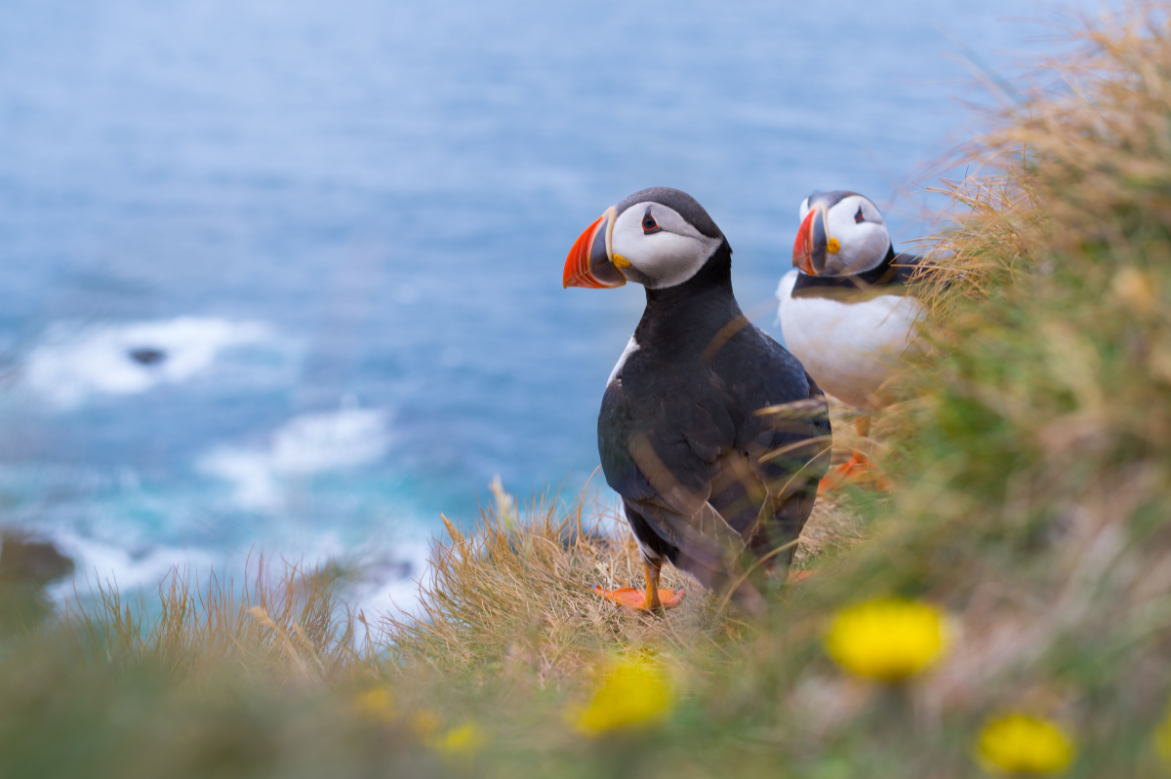 Highland Explorer Tours Celebrates the Arrival of Atlantic Puffins with its Scotland Coastal Journey