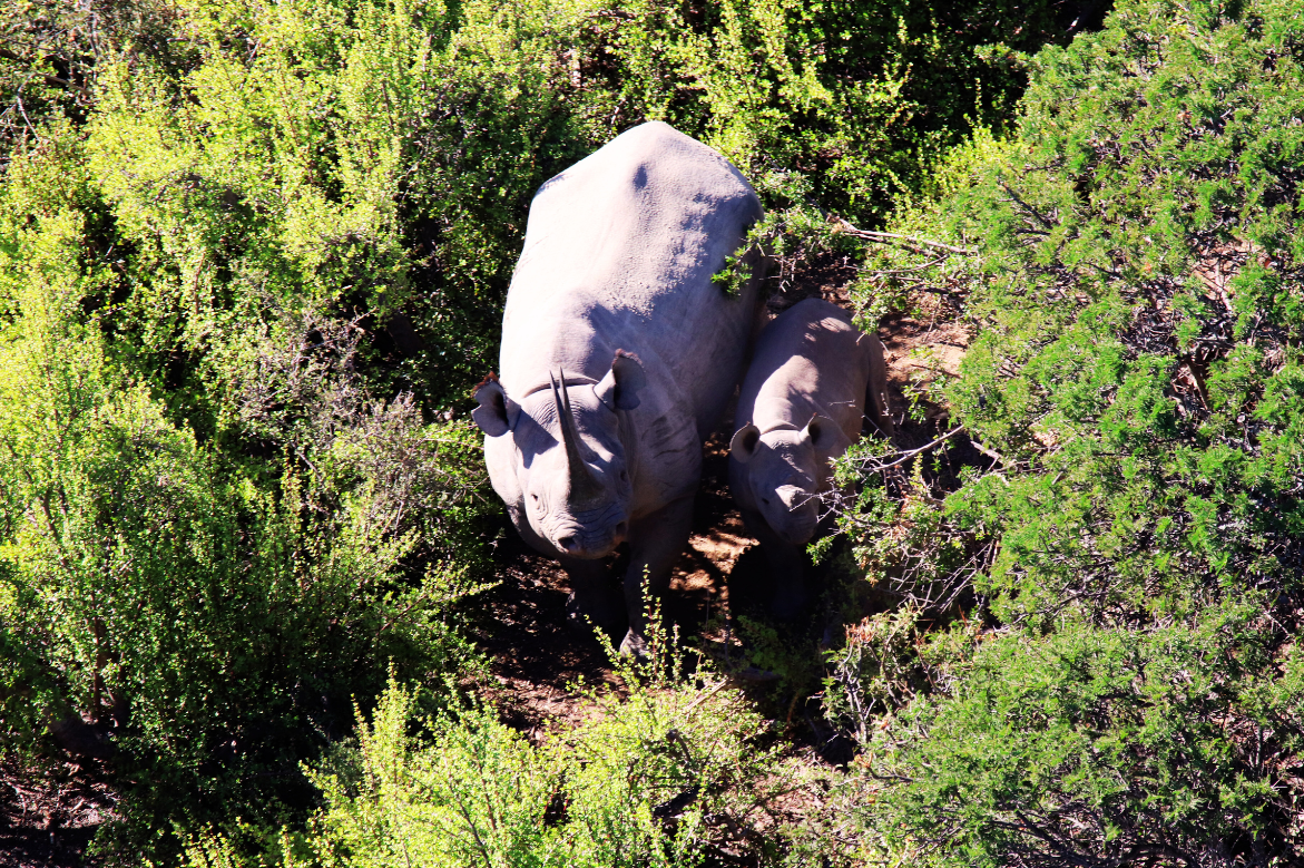 African Travel, Inc. Shares Its Rhino Conservation Efforts on National Endangered Species Day