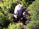 African Travel, Inc. Shares Its Rhino Conservation Efforts on National Endangered Species Day