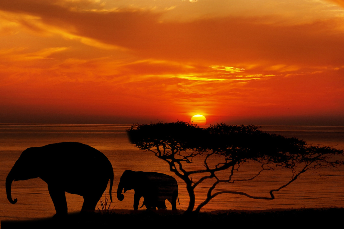 Witness Nature’s Encore on the Post-Migration Premier Safari – A Luxury Cross-Border Experience Through Kenya & Tanzania