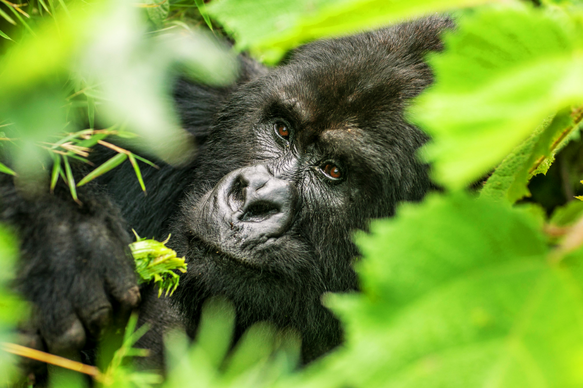 African Adventure Specialists Launch Exclusive 14-Day Kenya & Uganda Safari for North American Market