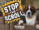 Our St. Bernard Has a Longer Attention Span Than Your Target Audience: The Travel Video Marketer's New Reality - Written By: Tom Ogg, Co-Founder and Co-Owner - Travel Professional NEWS