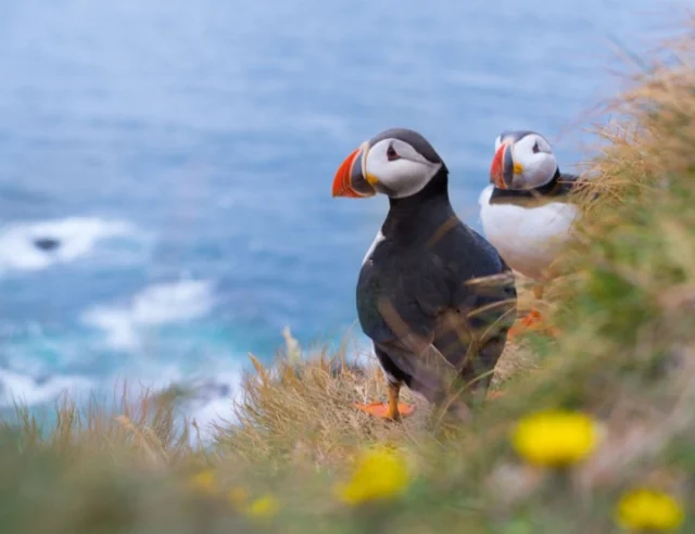 🐦 Exciting news for wildlife lovers! Highland Explorer Tours is celebrating the arrival of Atlantic Puffins with their Scotland Coastal Journey! 🏴󠁧󠁢󠁳󠁣󠁴󠁿 Explore the breathtaking Inner Hebrides and witness these adorable seabirds up close during peak season. Don't miss this incredible opportunity to capture unforgettable moments on the Mull, Iona & Staffa tour! 📸 Please see the link in our bio to read the full article 🔗\\n\\n#ScotlandTravel #WildlifePhotography #AtlanticPuffins #HighlandExplorer #TravelAgent #ScottishAdventure #NatureLovers #InnerHebrides #TravelNews #ExploreScotland